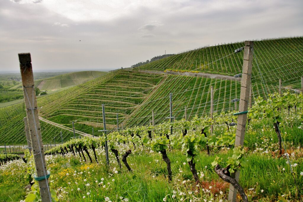 A beautiful shot of a hilly green vineyards under a cloudy sky in the town of Kappelrodeck