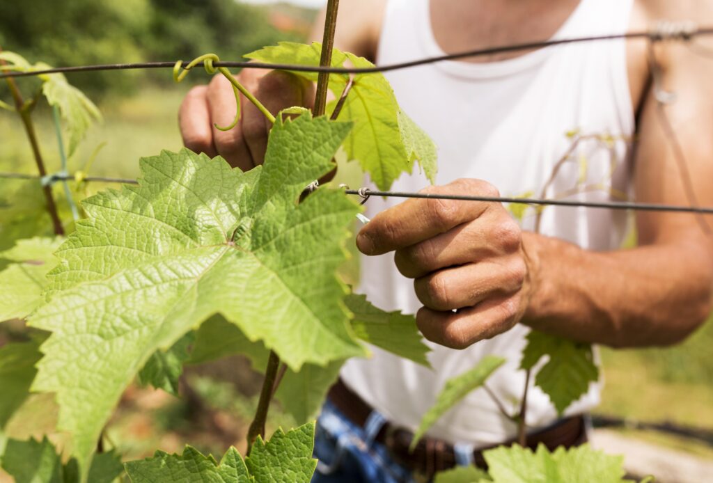 close-up-farmer-working-grapevine