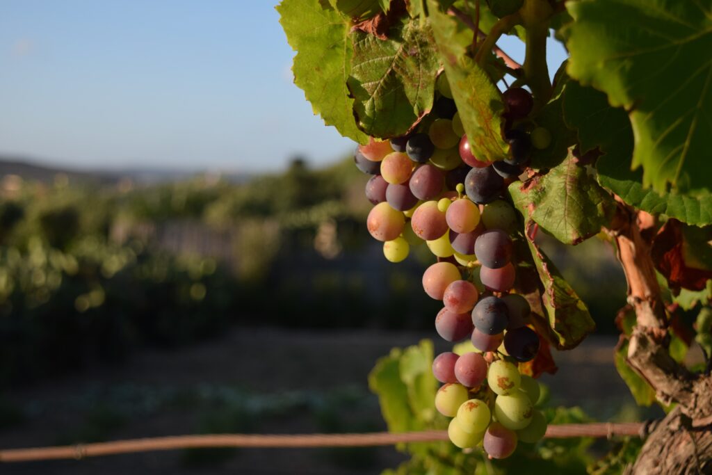 A closeup of grapes on a tree in a vineyard under the sunlight in Malta with a blurry background