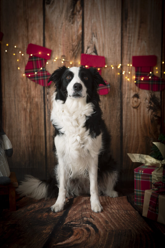 border collie su set fotografico di natale (1 di 1)