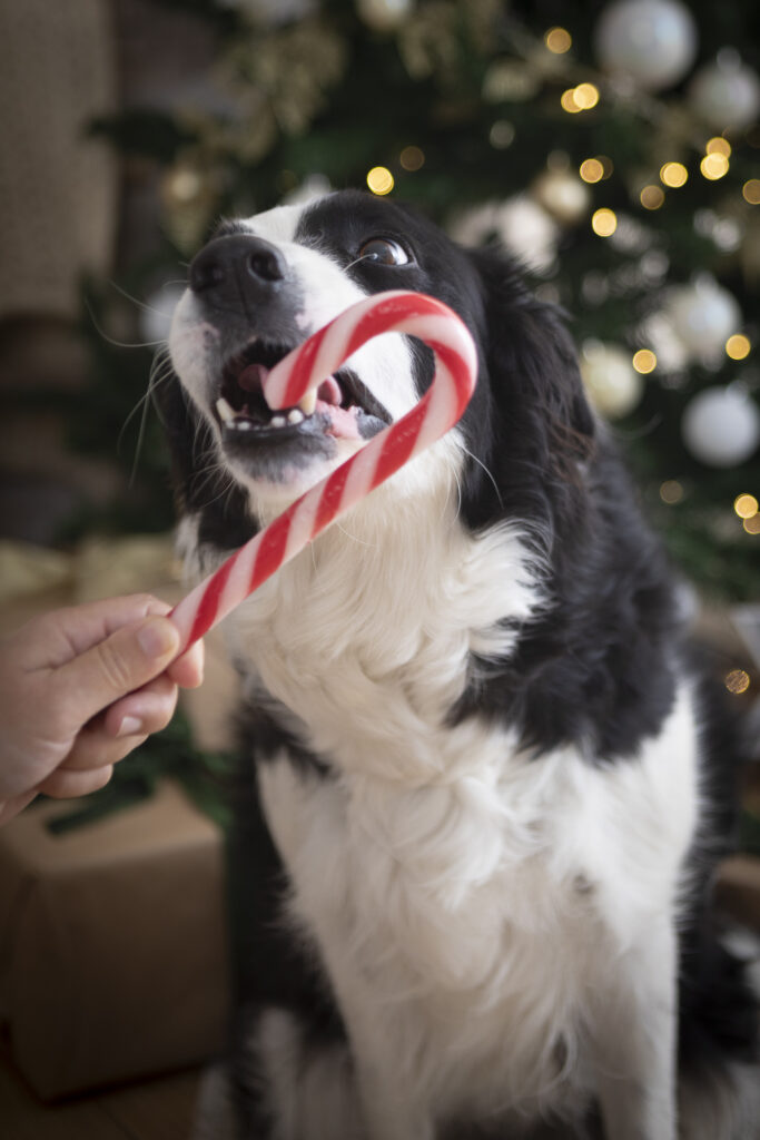 border collie su set fotografico di natale con bastoncino di zucchero (1 di 1)